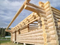 Several tree species can be used for log home construction.