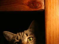 Tolnaftate may help to cure feline ringworm in cases of limited infection.