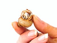 Experiment with hermit crab diet, growth, movement, behavior and habitat.