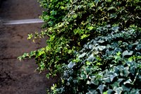 English Ivy can be grown successfully indoors and outdoors with the proper amount of light.