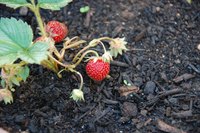 Nutrient-rich soil makes an excellent growing compound.