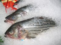 The arrangement of fish in a display case is very importnat for advertising and sales.