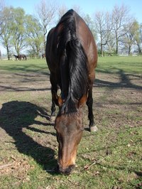 Apply fly spray several times a day to keep flies off your horse.
