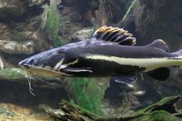 Catfish