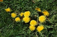 Prevent dandelions and other weeds from sprouting with a pre-emergent homemade herbicide.