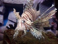 Keep fish healthy by keeping aquariums clean and living conditions healthy.