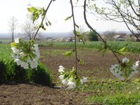 Weeping cherry trees have distinctive drooping branches.