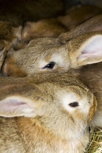 Build a ramp for easy access to the hutch for your rabbits