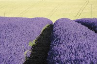 Lavender plants can handle full sun.