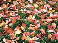 Save time and compost more efficiently with a DIY leaf shredder.