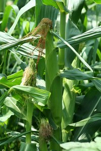 Corn stalks can make a decent food source when baled and fed properly to horses.