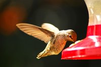 A hummingbird drinking from a commercial feeder
