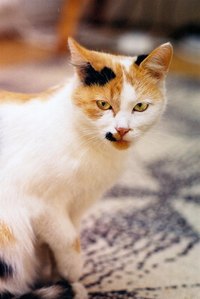 Neutralizing cat urine will get rid of offending odor.