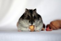 Pneumonia in hamsters needs to be treated right away.