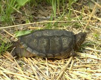 Discover the process to clean and cook soft shell turtles for dinner.