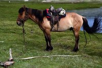 The cinch lies at a slight angle around the horse's barrel.