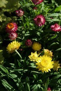 Many flowers thrive in fall's cooler weather.