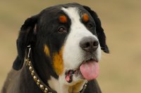 Talk to your vet about treatment options.