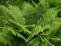 The realistic beauty of artificial greenery