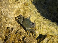 Some species of emerald crabs will eat bubble algae.