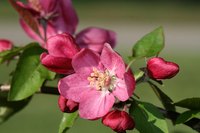 Flowering trees or bushes in Virginia