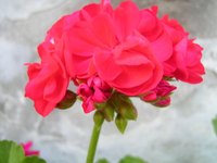 Meaning of red geraniums