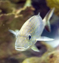 A box filter is an inexpensive way to keep your tank clean.