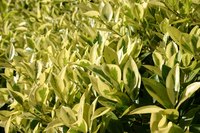 Healthy plants need the right amount of care and feeding.
