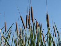 Cattails are just one of many wild, edible plants found in Tennessee.