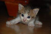 Extra care must be taken when removing fleas from young kittens.