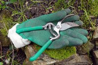 Pull weeds from Asian Jasmine to prevent them from gaining a foothold.