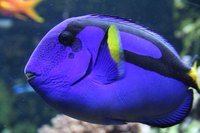 Having a healthy saltwater tank requires weekly maintanence.