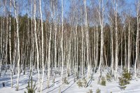 A grove of young birches in winter