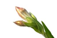Mitosis occurs most rapidly in buds and at stem and root tips.
