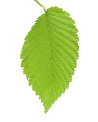 A healthy, disease-free elm leaf.