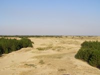Coastal deserts are bionetworks, or biomes, that have few plant varieties and are inhospitable environments.