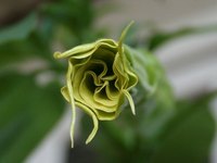 The angel trumpet produces large, attractive flowers.