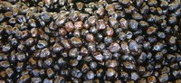 Pickling black olves helps reduce their bitterness.