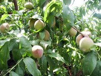 Peach trees attract a diverse, wide variety of insects.