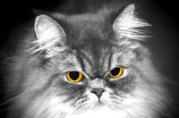 A Persian cat's eyes are prone to weeping.