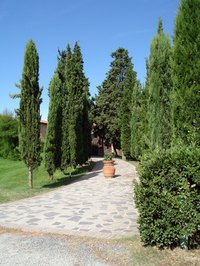 Transplant cypresses before they get this tall.