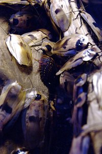 Manage cockroach infestations with do-it-yourself insecticides.