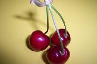 Some types of cherries will succeed in tropical areas.