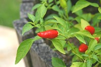 Even a little oil from a hot pepper can cause eyes and fingers to burn.