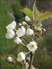 Flowering cherries commonly bloom in the spring before the leaves form.