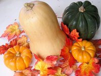 The butternut squash is related to the pumpkin.