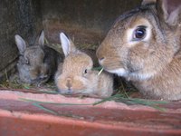 Rabbits need hay to be healthy.