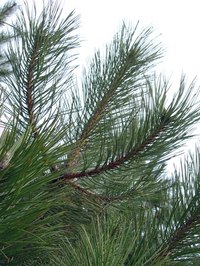 Pine trees smell nice, but they are messy.