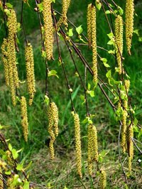 The catkins on male birch trees hang down and the female plant catkins stand erect.