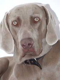 Treatment is available for your dog's pyoderma.